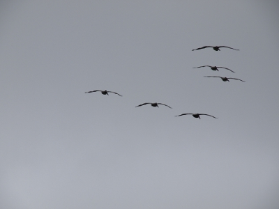 [Six pelicans of which three are in a downward sloping line formation and the other three are above them nearly atop each other.]